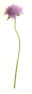 %_tempFileNameAckerwitwenblume%