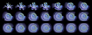 %_tempFileNameAgapanthus%2002%