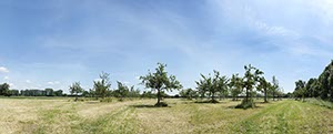%_tempFileNameFlittard%20Obstwiese%