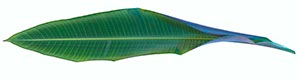 %_tempFileNamebananenblatt%201%20frei%