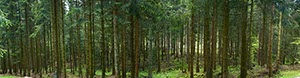 %_tempFileNamebaumstaemme%201%