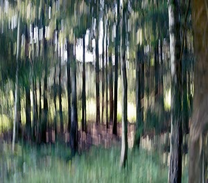 %_tempFileNamebewegter%20Wald%20Hilbringse%2020%