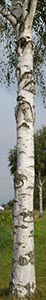 %_tempFileNamebirkenstamm%203%