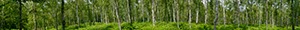 %_tempFileNamebirkenwald%20breit%