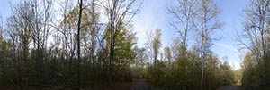 %_tempFileNamebirkenwald_dunkel1%