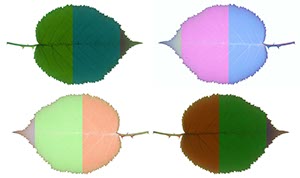 %_tempFileNameblaetter_bunt_ku%