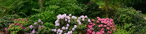 %_tempFileNameblumenbeet%