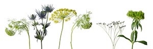 %_tempFileNamedill%20und%20distel%