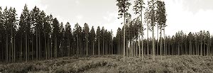 %_tempFileNamedunkler%20wald%20SW%