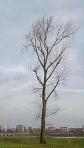 %_tempFileNameeinsamer%20baum%20im%20herbst%
