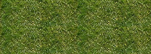 %_tempFileNamegaensebluemchenwiese%2002%20K%