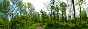 %_tempFileNamegross%20wald%20UR%
