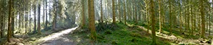 %_tempFileNamegschwendwald%20005%20hell%