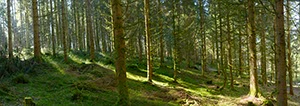 %_tempFileNamegswendwald%20003%