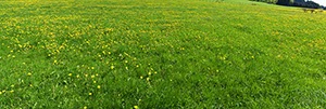 %_tempFileNamelowenzahnwiese%20g%