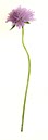 %_tempFileNameAckerwitwenblume%