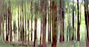 %_tempFileNameBewegter%20Wald%20Schmala%201%