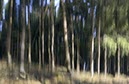 %_tempFileNameBewegterWald%20AM%201%201%