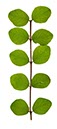 %_tempFileNameBlattrispe%20Robinie%