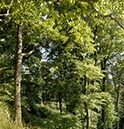 %_tempFileNameBuchenwald%20Brilon%20Borberg%