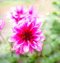 %_tempFileNameDahlie%20rot%