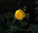 %_tempFileNameRingelblume%