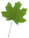 %_tempFileNameahornblatt_22%