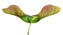 %_tempFileNameahornsamen%