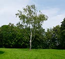 %_tempFileNamebirke%20einzeln%2002%