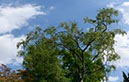 %_tempFileNamebirkenhimmel%