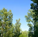 %_tempFileNamebirkenhimmel02%