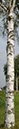%_tempFileNamebirkenstamm%203%