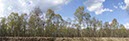 %_tempFileNamebirkenwald_Wahner_Heide%
