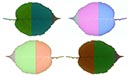 %_tempFileNameblaetter_bunt_ku%
