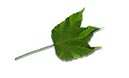 %_tempFileNameblatt%20hdb2%