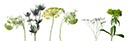 %_tempFileNamedill%20und%20distel%