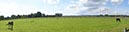 %_tempFileNamefeld%20mit%20pferden%2002%