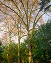 %_tempFileNamefriedhof_norm%