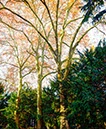 %_tempFileNamefriedhof_surreal%