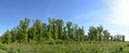%_tempFileNamefrischer_wald%