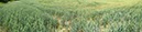 %_tempFileNamegetreide%20006%