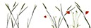 %_tempFileNamegetreide%20und%20mohn%