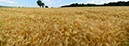 %_tempFileNamegetreidefeld%20eifel%