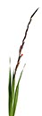 %_tempFileNamegladiole%2002%