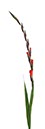 %_tempFileNamegladiole%2004%