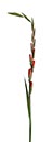 %_tempFileNamegladiole%2005%