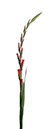 %_tempFileNamegladiole%20GR%