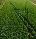 %_tempFileNamegrunes%20feld%20hoch%