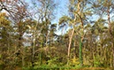 %_tempFileNameherbstwald_hoch_001%