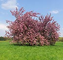 %_tempFileNamekirschbaum%